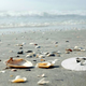 Researchers say "junk like this" is all they've been able to locate on the beach.
